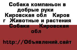 Собака-компаньон в добрые руки - Кировская обл., Киров г. Животные и растения » Собаки   . Кировская обл.